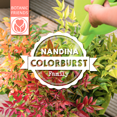 Brochures | Botanic Friends